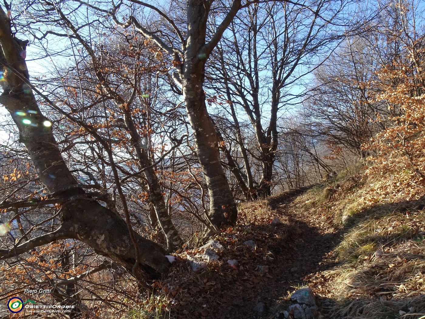 75 Scendiamo nel bosco nei colori dell'imminente tramonto.JPG